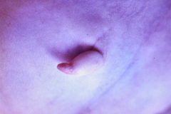 apendice-pediculado-caudal-cola-humana-000