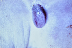 regresion-caudal-015